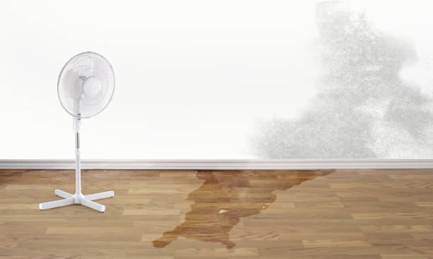 Best Mold removal after water damage  in Perry, MI